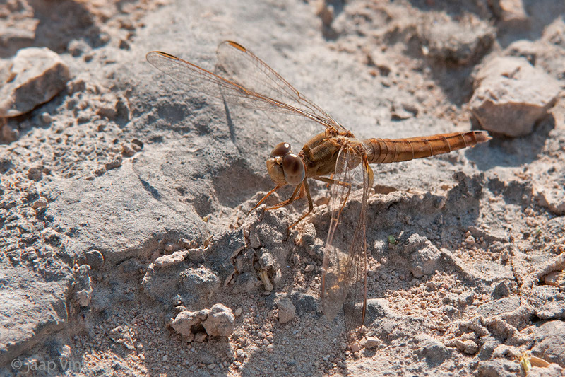 Broad Scarlet - Rode Vuurlibel - Crocothemis erythraea