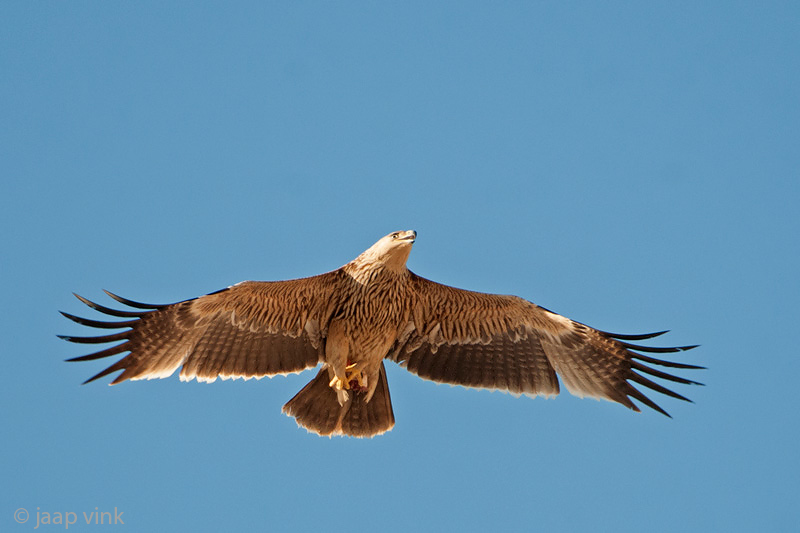 Eastern Imperial Eagle - Keizerarend - Aquila heliaca