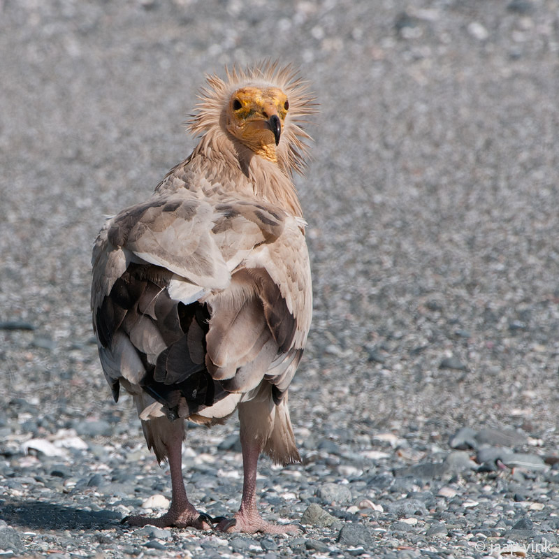 Egyptian Vulture - Aasgier - Neophron percnopterus