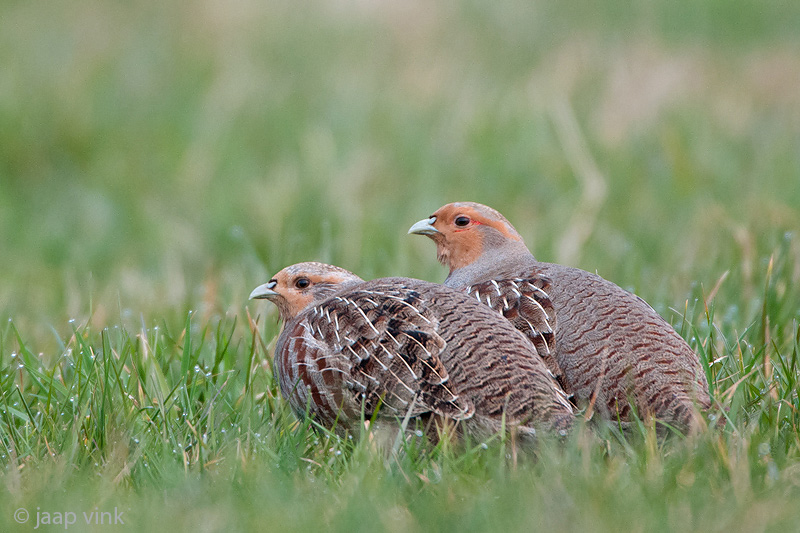 Grey Partridge - Patrijs - Perdix perdix