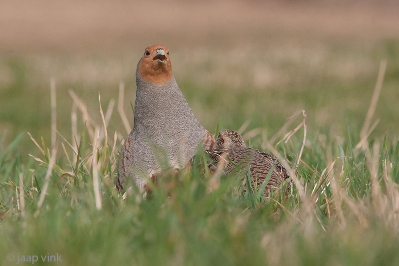 Grey Partridge - Patrijs - Perdix perdix