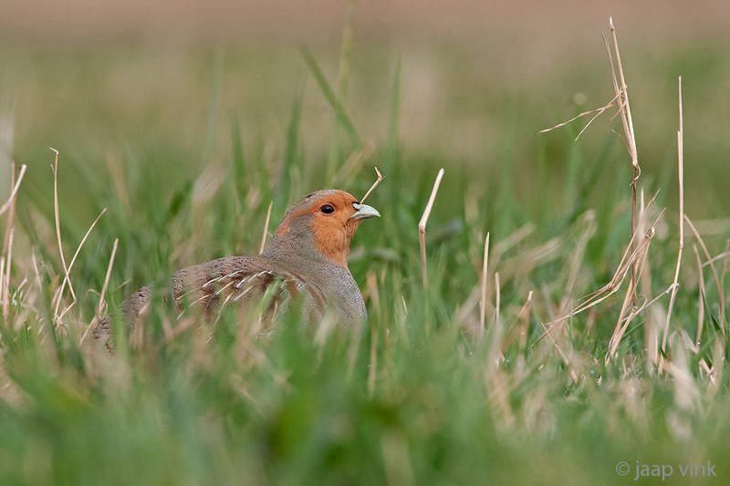 Grey Partridge - Patrijs - Perdix perdix