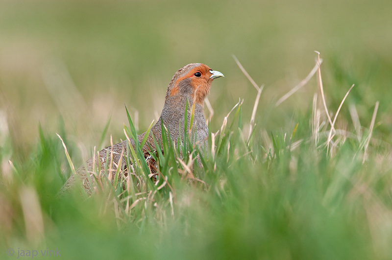 Grey Partridge - Patrijs - Perdix perdix