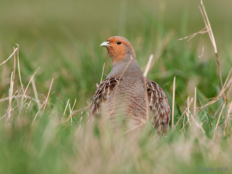 Grey Partridge - Patrijs - Perdix perdix