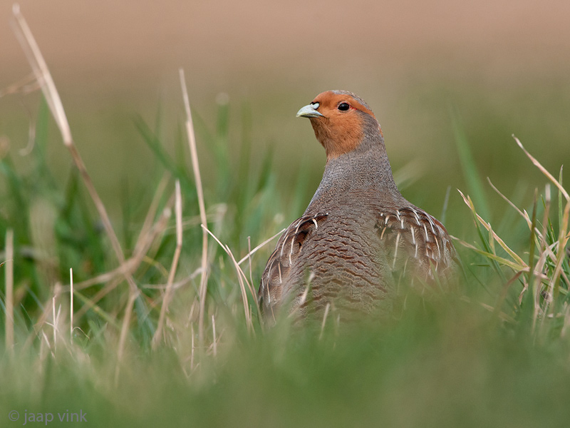 Grey Partridge - Patrijs - Perdix perdix