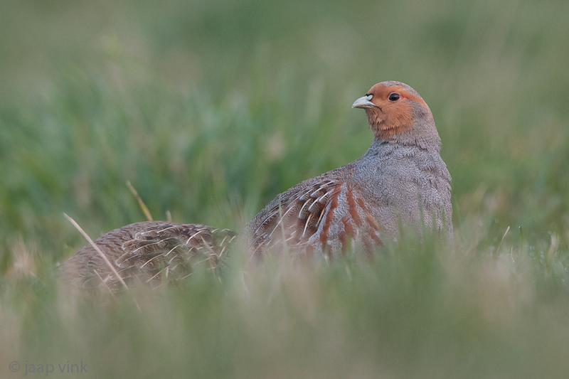 Grey Partridge - Patrijs - Perdix perdix
