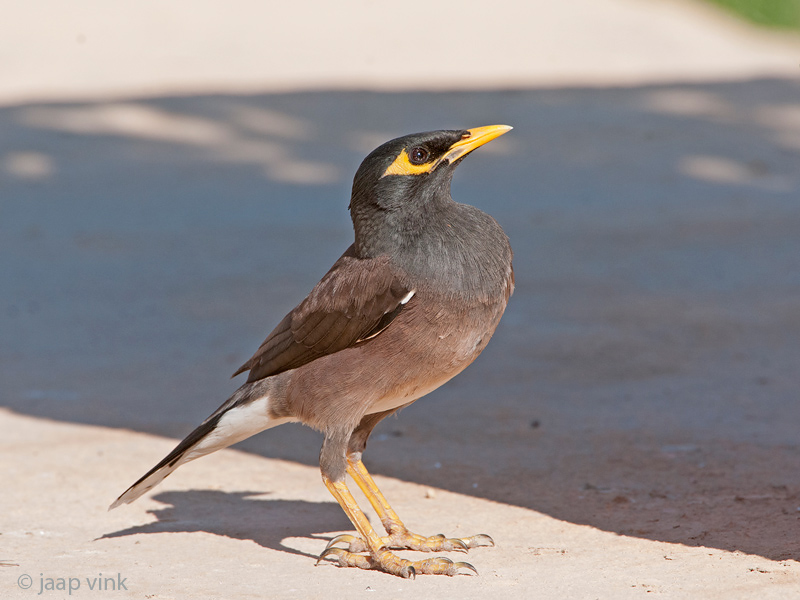 Common Mynah - Treurmaina - Acridotheres tristis