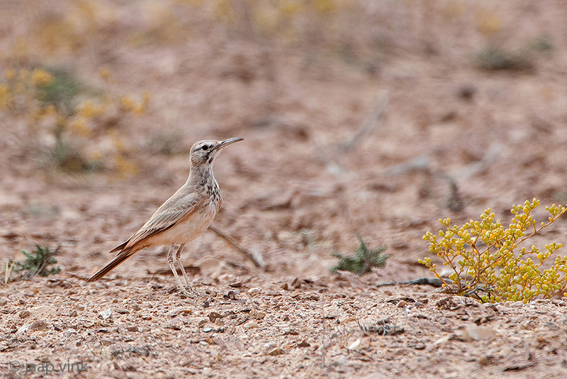 Hoopoe Lark - Witbandleeuwerik - Alaemon alaudipes