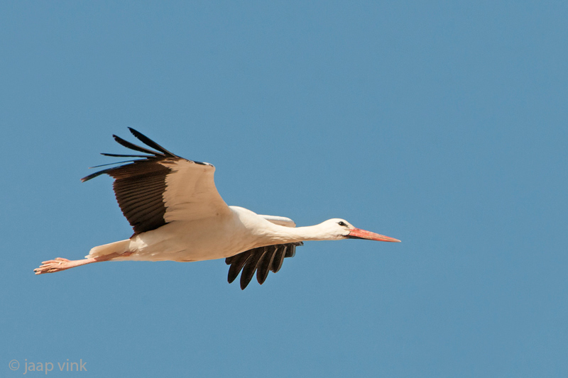 White Stork - Ooievaar - Ciconia ciconia