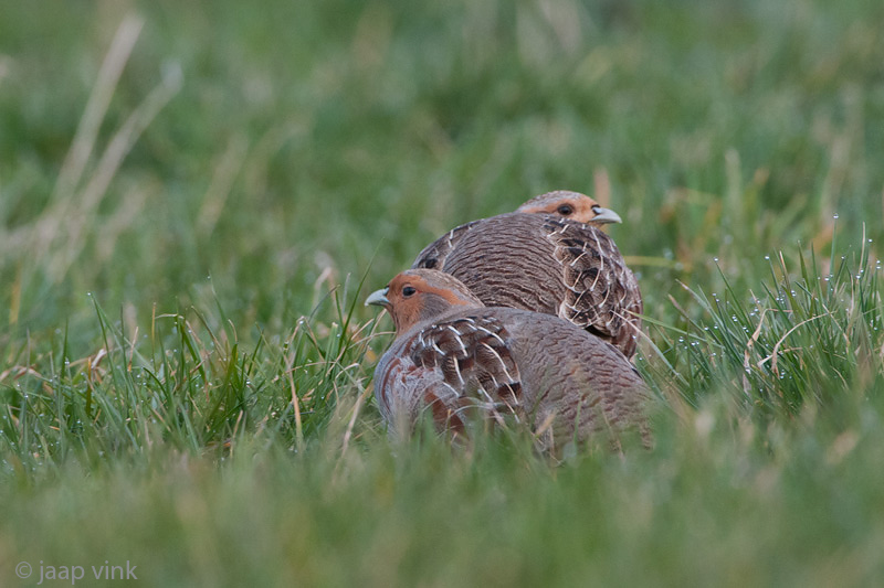Grey Partridge - Patrijs - Perdix perdix