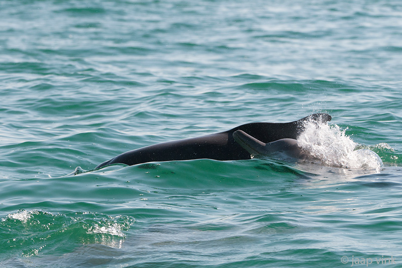 Common Bottlenose Dolphin - Tuimelaar - Tursiops truncatus