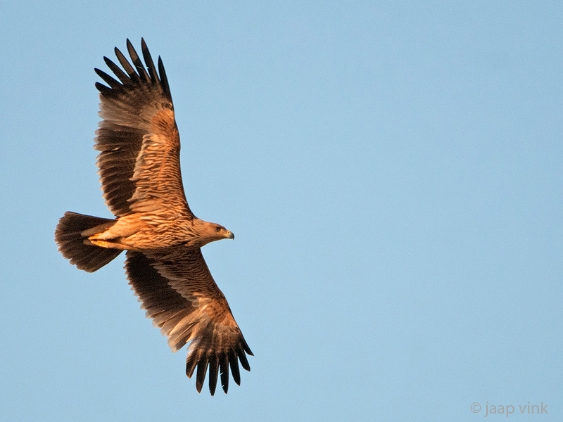 Eastern Imperial Eagle - Keizerarend - Aquila heliaca