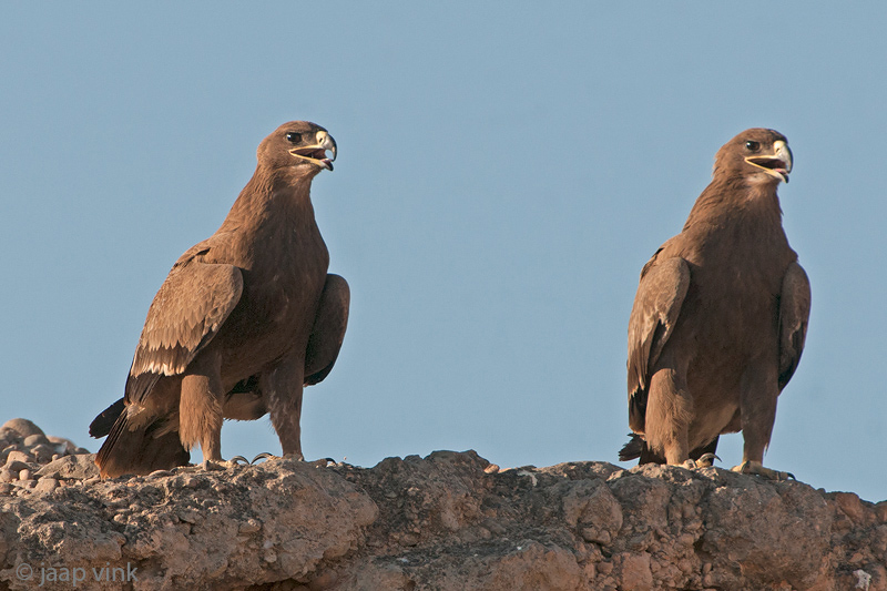 Steppe Eagle - Steppearend - Aquila nipalensis