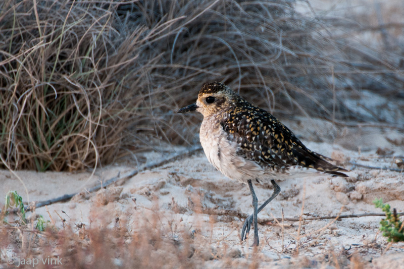 Pacific Golden Plover - Aziatische Goudplevier - Pluvialis fulva