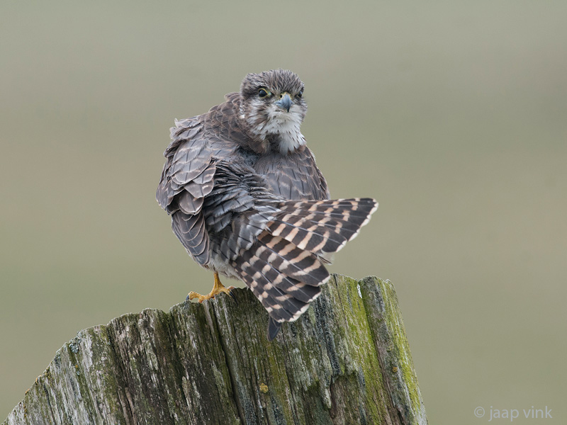 Merlin - Smelleken - Falco columbarius
