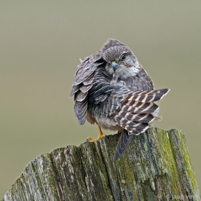 Merlin - Smelleken - Falco columbarius