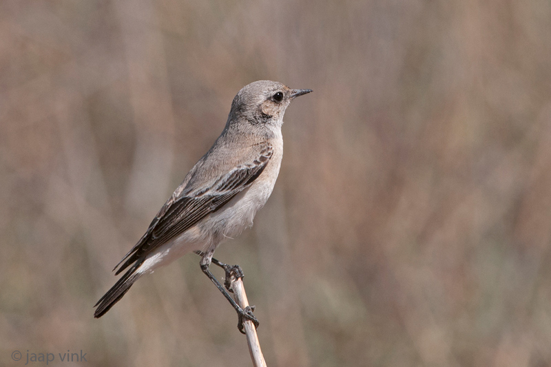 Desert Wheatear - Woestijntapuit - Oenanthe deserti