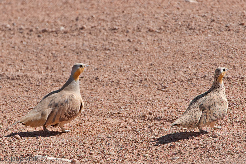Spotted Sandgrouse - Sahelzandhoen - Pterocles senegallus