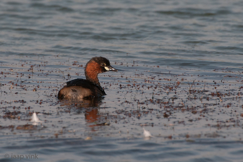 Little Grebe - Dodaars -Tachybaptus ruficollis