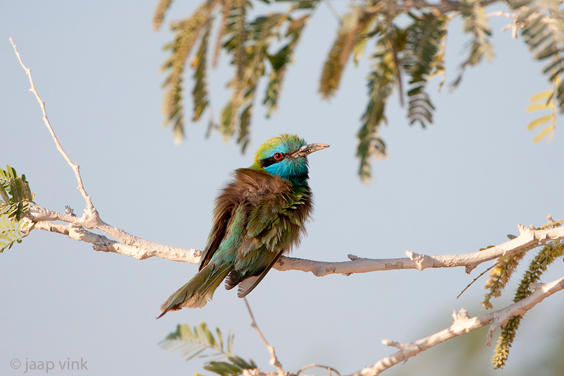 Green bee-eater - Kleine Groene Bijeneter - Merops orientalis