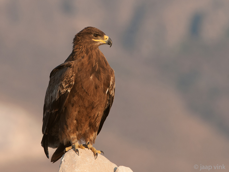 Steppe Eagle - Steppearend - Aquila nipalensis