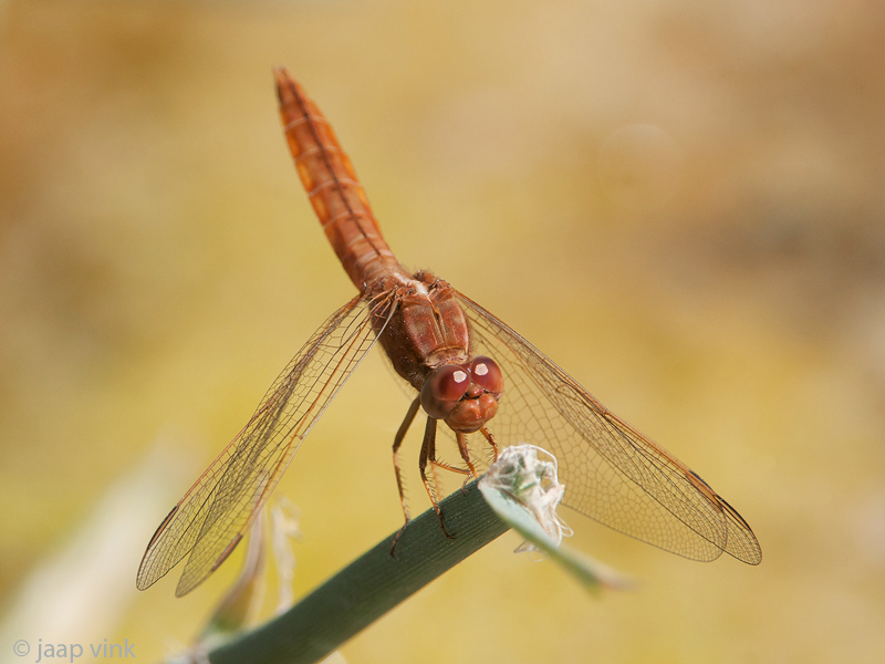 Broad Scarlet - Rode Vuurlibel - Crocothemis erythraea