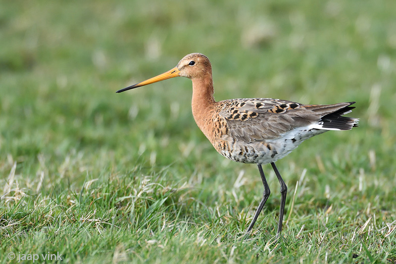 Black-tailed Godwit - Grutto - Limosa limosa