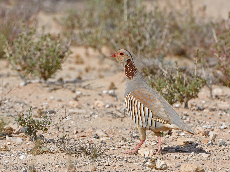 Barbary Partridge - Barbarijse Patrijs - Alectoris barbara