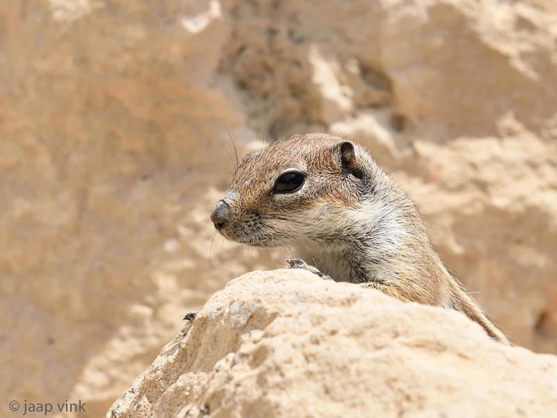 Barbary Ground Squirrel - Barbarijse Grondeekhoorn -  Atlantoxerus getulus