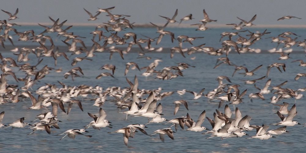 Crab Plover - Krabplevier - Dromas ardeola