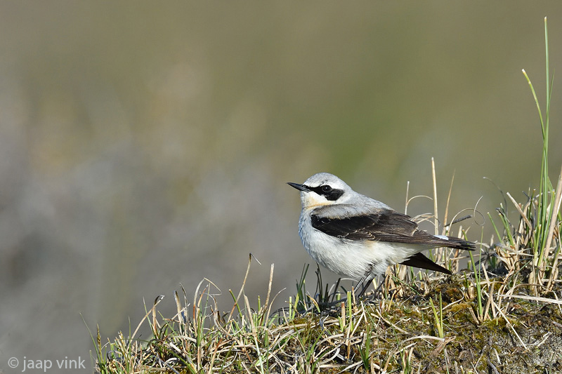 Northern Wheatear - Tapuit - Oenanthe oenanthe