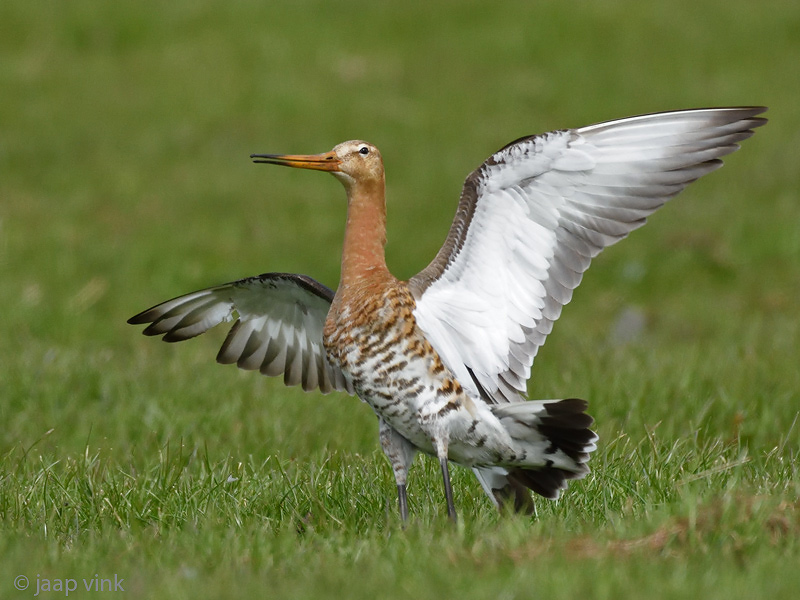 Black-tailed Godwit - Grutto - Limosa limosa