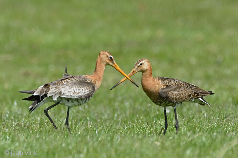 Black-tailed Godwit - Grutto - Limosa limosa