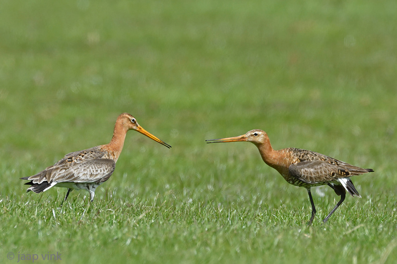Black-tailed Godwit - Grutto - Limosa limosa