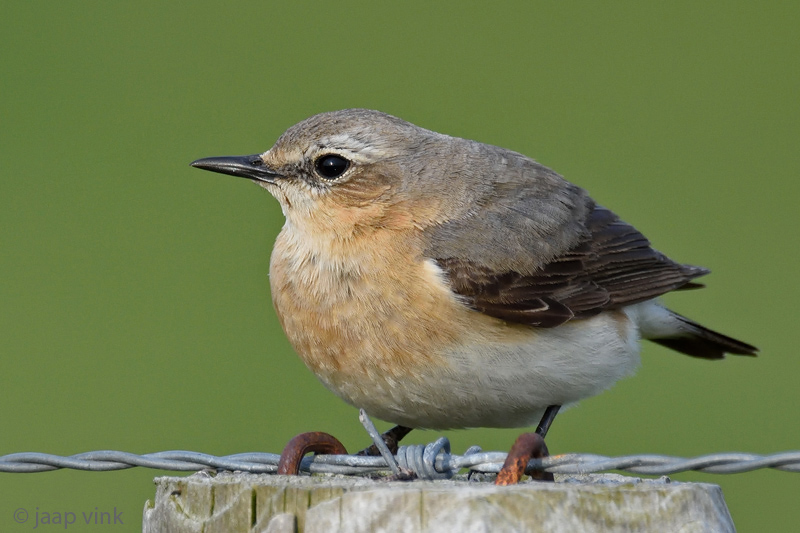 Northern Wheatear - Tapuit - Oenanthe oenanthe