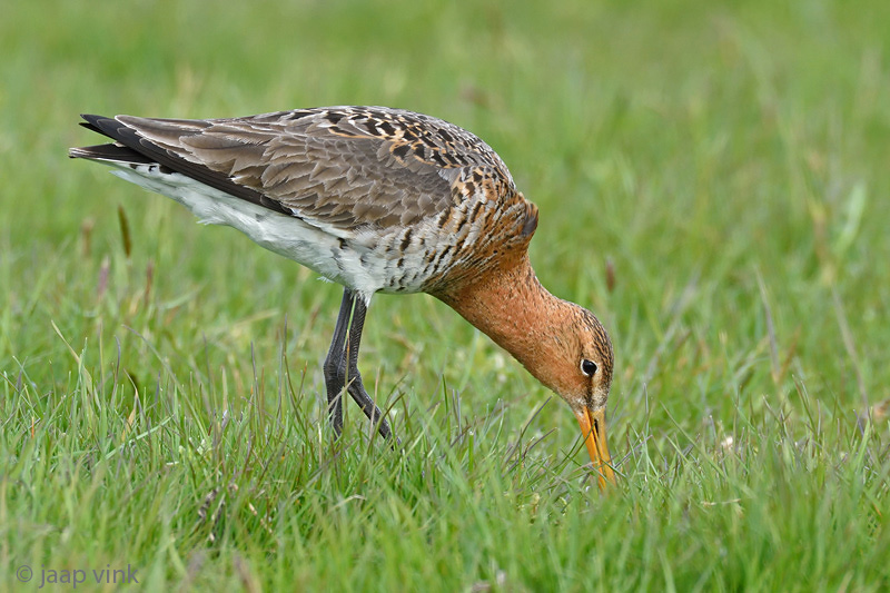 Black-tailed Godwit - Grutto - Limosa limosa