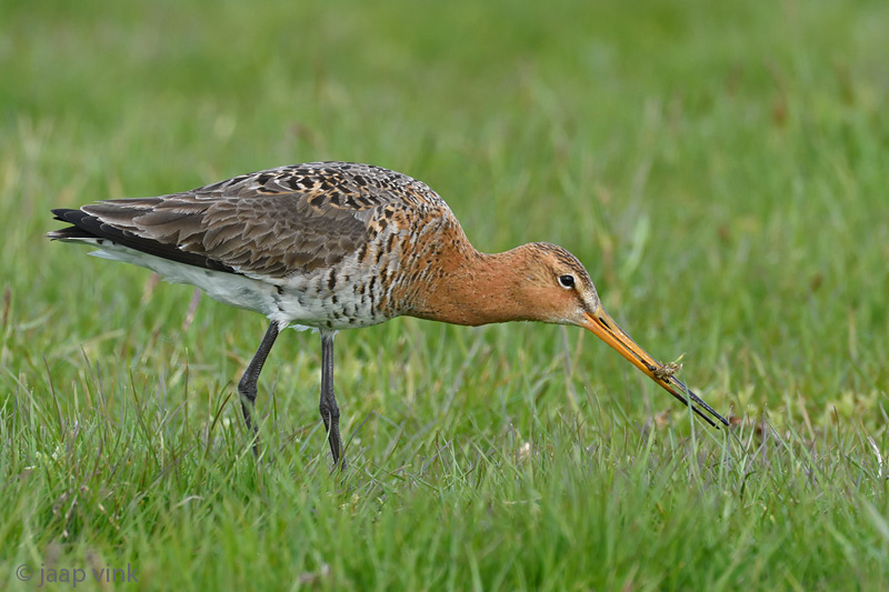 Black-tailed Godwit - Grutto - Limosa limosa
