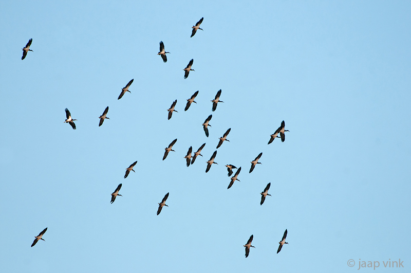 Abdims Stork - Abdim Ooievaar - Ciconia abdimii