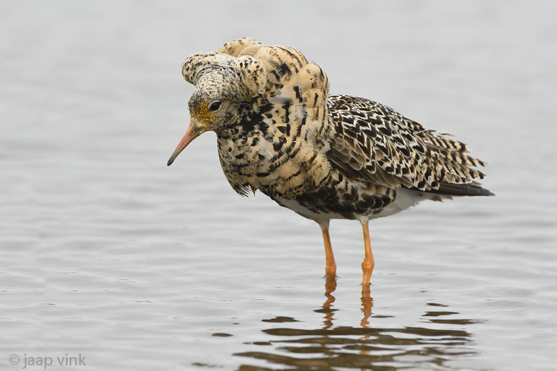 Ruff - Kemphaan - Philomachus pugnax