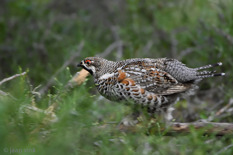 Hazel Grouse - Hazelhoen - Bonasa bonasia