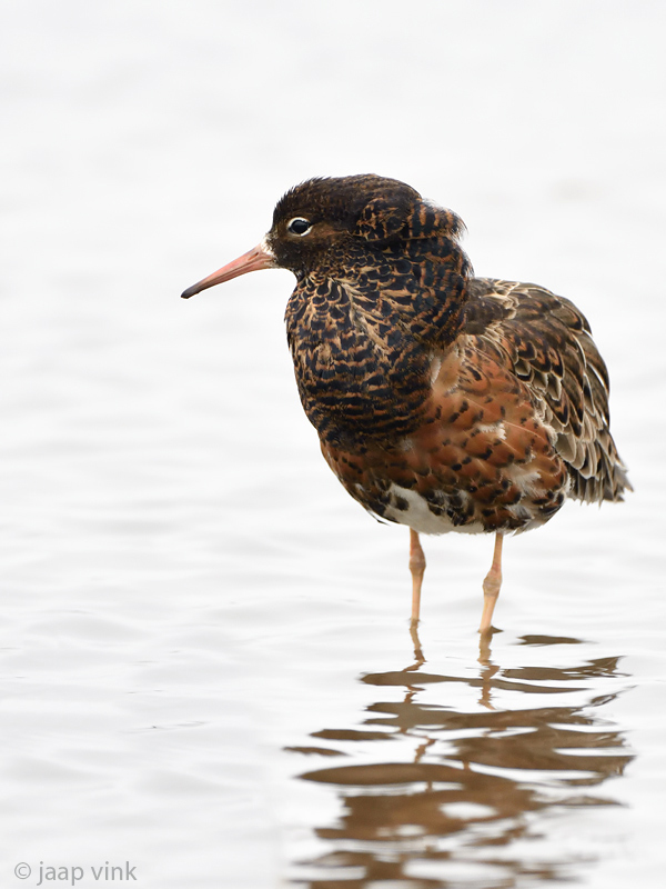 Ruff - Kemphaan - Philomachus pugnax