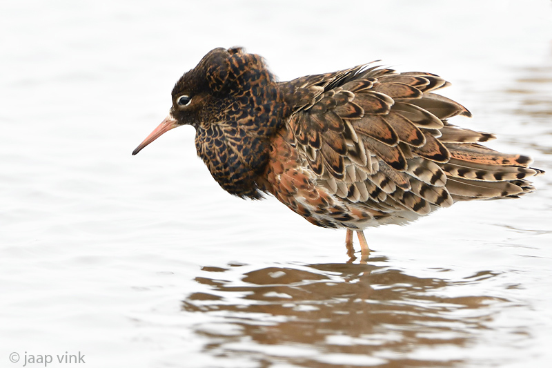 Ruff - Kemphaan - Philomachus pugnax