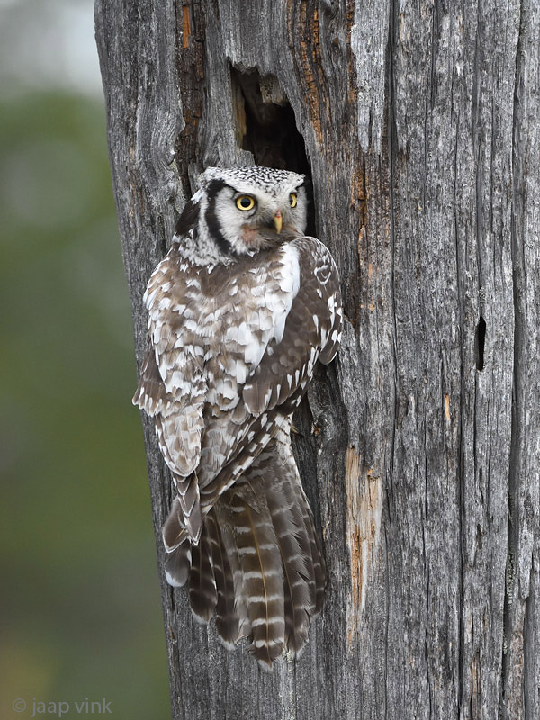 Hawk Owl - Sperweruil - Surnia ulula