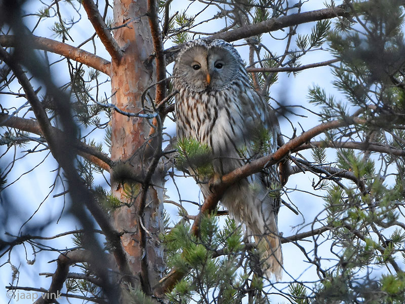 Ural Owl - Oeraluil - Strix uralensis