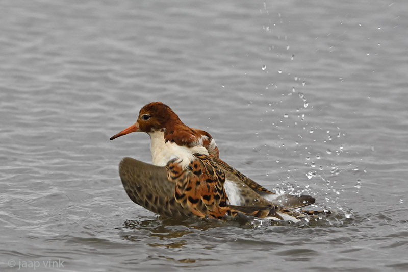 Ruff - Kemphaan - Philomachus pugnax