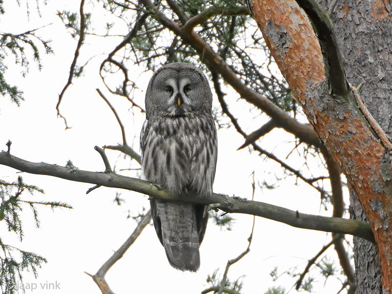 Great Grey Owl - Laplanduil - Strix nebulosa