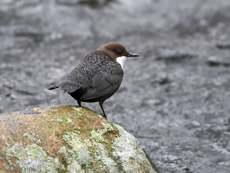 Dipper - Waterspreeuw - Cinclus cinclus