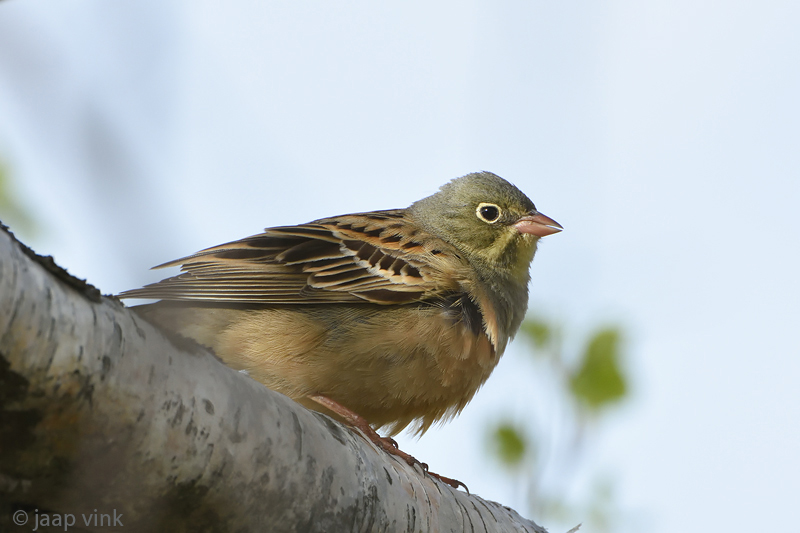Ortolan Bunting - Ortolaan - Emberiza hortulana