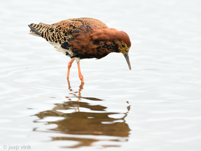 Ruff - Kemphaan - Philomachus pugnax