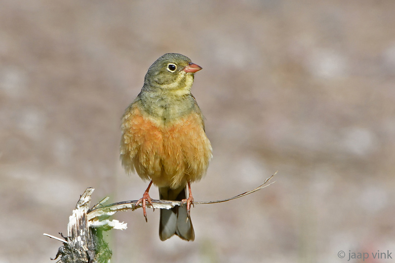 Ortolan Bunting - Ortolaan - Emberiza hortulana